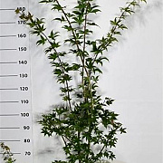 Acer pal. 'Osakazuki' 150-175 cm 20L