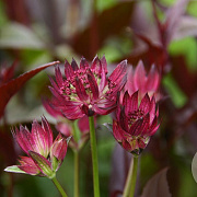 Astrantia maj. 'Night Owl' GM P9