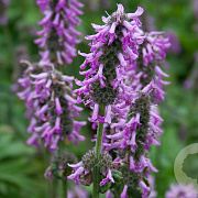 Betonica off. 'Lilac Lady' GM P9