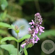 Betonica off. 'Mrs Magenta' GM P9