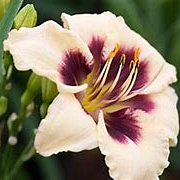 Hemerocallis 'Piano Man' GM P9