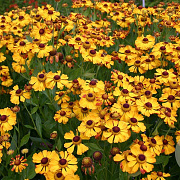 Helenium 'Rauchtopas' GM P9