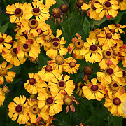 Helenium 'Rauchtopas' GM P9