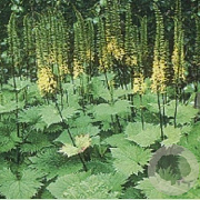 Ligularia stenoc. 'The Rocket' GM P9