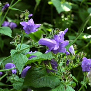 Strobilanthes atrop. 'Blue Carpet' GM P9