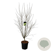 Cercidiphyllum japonicum 150-175 cm 30L extra