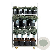 Picea pungens 'Glauca Globosa' 50-60 cm 4,5L