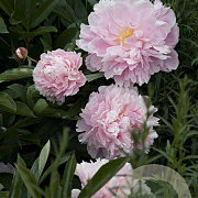 Paeonia (LD) 'Sarah Bernhardt' GM  P11