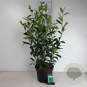 Prunus l. 'Caucasica' 60-80 cm 10L