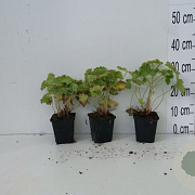 Alchemilla mollis GM P9