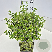 Euonymus fort. 'Emerald Gaiety' 30-40 cm 10L