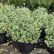 Euonymus fort. 'Emerald Gaiety' 30-40 cm 10L