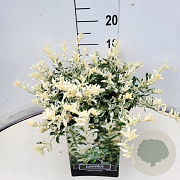 Euonymus fort. 'Harlequin' 30-40 cm 10L
