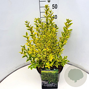 Ligustrum oval. 'Aureum' 40-50 cm 10L