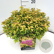 Spiraea jap. 'Goldflame' 30-40 cm 10L
