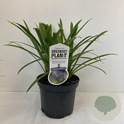 Agapanthus 'Dr Brouwer' 20-30 cm 3,5L