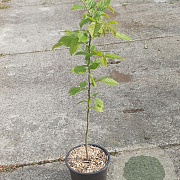 Carpinus betulus 60-80 cm 2,0L
