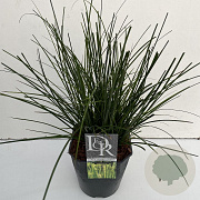 Carex brunnea 'Camara' 60-65 cm 5,0L vierkant