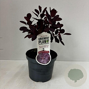 Cotinus cog. 'Royal Purple' 30-35 cm 3,5L