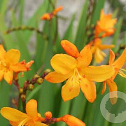 Crocosmia 'Columbus' GM P9