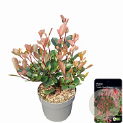 Photinia fraseri 'Little Red Robin' 20-30 cm 2,0L