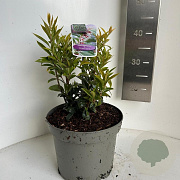 Sarcococca h. Winter Gem 25-30 cm 5,0L