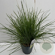 Sesleria autumnalis 25-30 cm 5,0L vierkant
