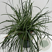 Sesleria heufleriana 25-30 cm 5,0L vierkant