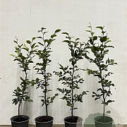 Fagus sylvatica 80-100 cm 2,5L