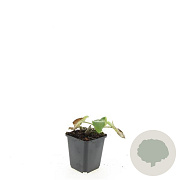 Phlomis russeliana GM P9