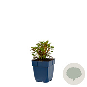 Gaura l. Gaudi Red GM  P11