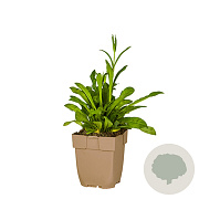 Lychnis flos-cuculi GM  P11