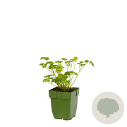 Petroselinum crispum GM  P11
