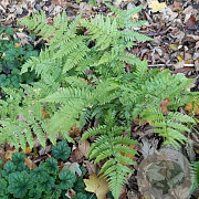 Dryopteris erythrosora GM P9