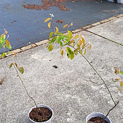 Amelanchier lamarckii 60-80 cm 2,0L