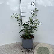 Buddleja d. 'Royal Red' 15-20 cm 2,0L