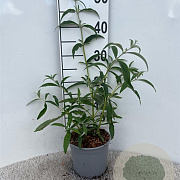 Buddleja d. 'White Profusion' 30-40 cm 2,0L