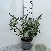 Buddleja 'White Ball' 40-60 cm 5,0L