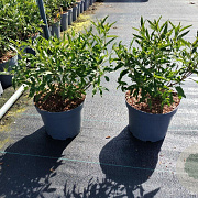 Caryopteris cland. 'Heavenly Blue' 20-25 cm 5,0L