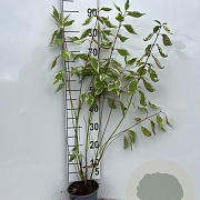 Cornus alba 'Elegantissima' 40-60 cm 2,0L