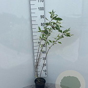 Cornus alba 'Elegantissima' 80-100 cm 2,0L