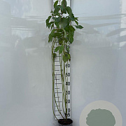 Cornus alba 80-100 cm 2,0L