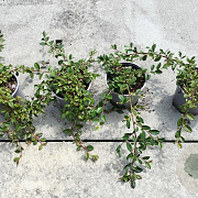 Cotoneaster dammeri 30-40 cm 2,0L