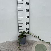 Cotoneaster dam. 'Major' 30-40 cm C1.3