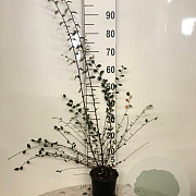 Cotoneaster franchetii 80-100 cm 2,0L