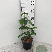 Cornus kousa chinensis 20-25 cm 2,0L