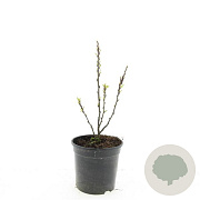 Cotoneaster lucidus 30-35 cm 3,0L