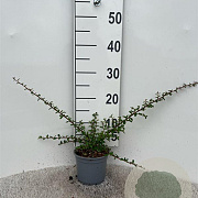 Cotoneaster suec. 'Coral Beauty' 25-30 cm C1.3