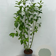 Cornus sericea 'Flaviramea' 125-150 cm 5,0L