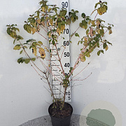 Cornus sang. 'Midwinter Fire' 60-80 cm 5,0L